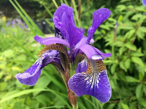 flower iris nature