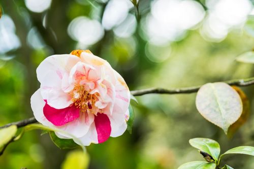 flower hibiscus blossom