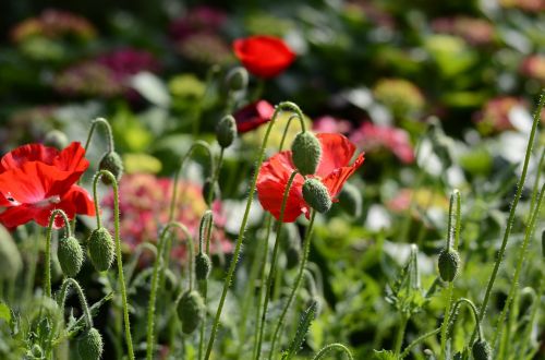 flower red flowers plant