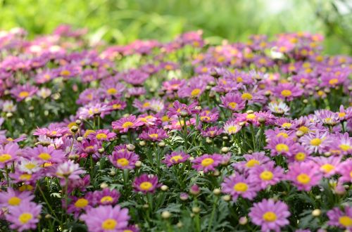 flower plant flowers