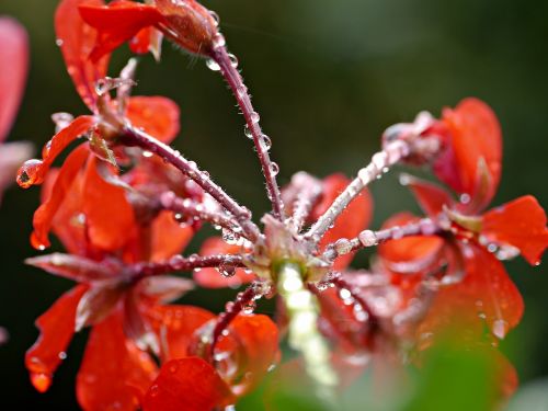 flower geranium rain