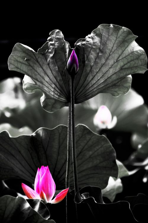 flower night lotus