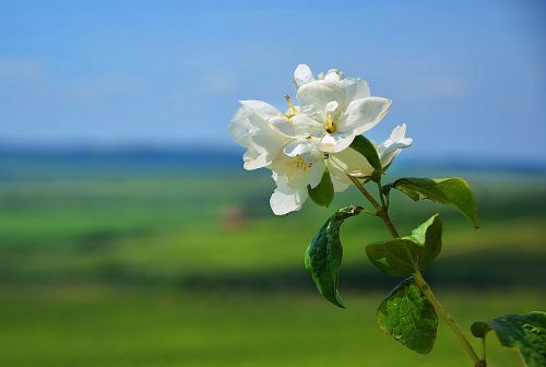 flower green plant