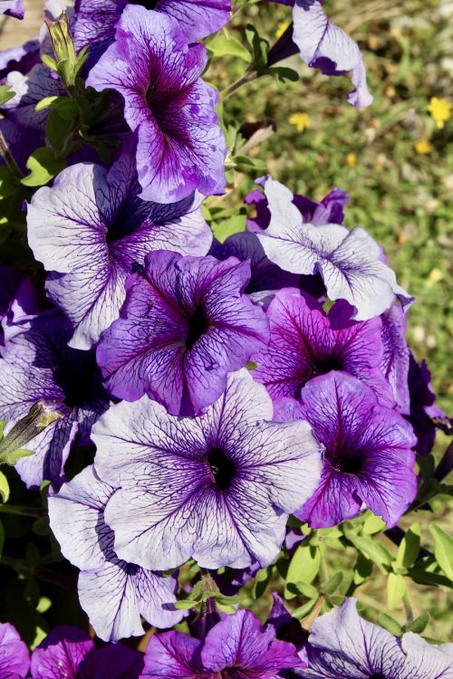flower flowers violet