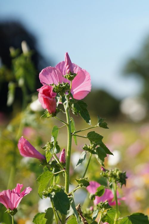 flower pink close