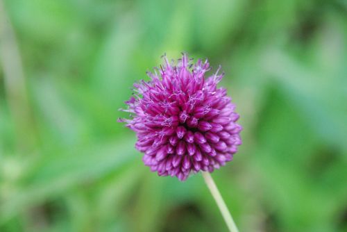 flower purple close