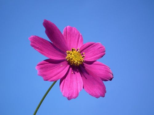 flower sky pink