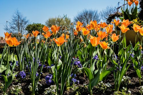 flower garden botanical garden