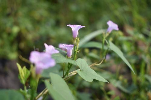 flower purple purple flower