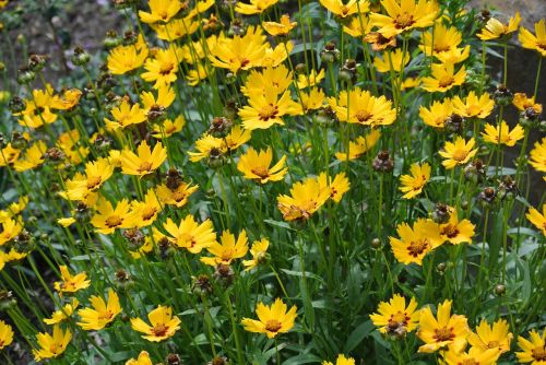 flower herb garden