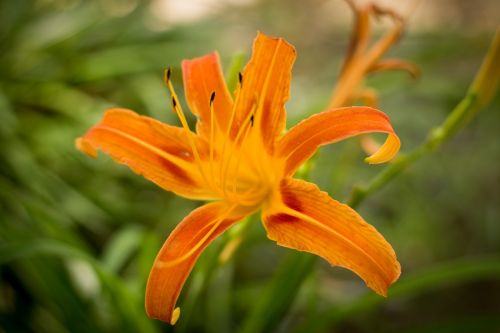 flower flowering plant