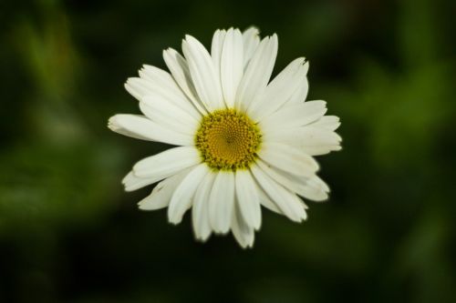 flower daisy flowering