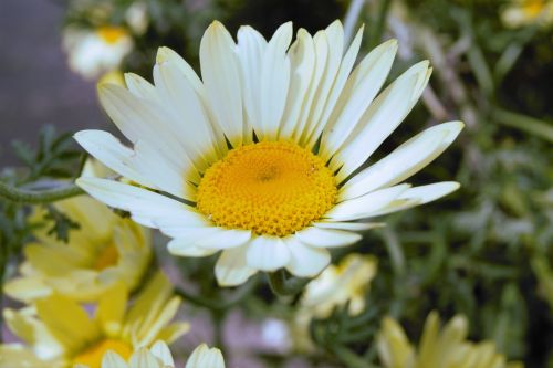 flower petals bloom