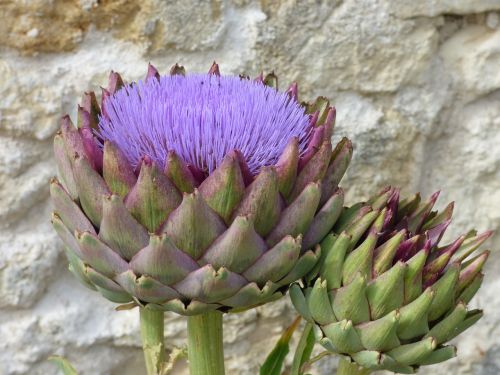 flower artichoke flowering