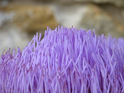 flower artichoke flowering