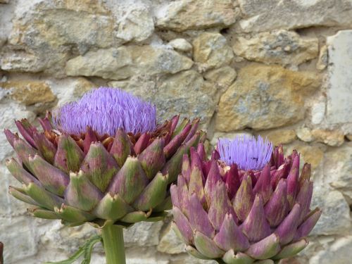 flower artichoke flowering