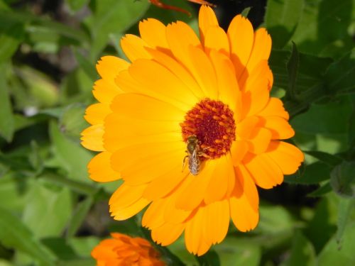 flower insect blossom