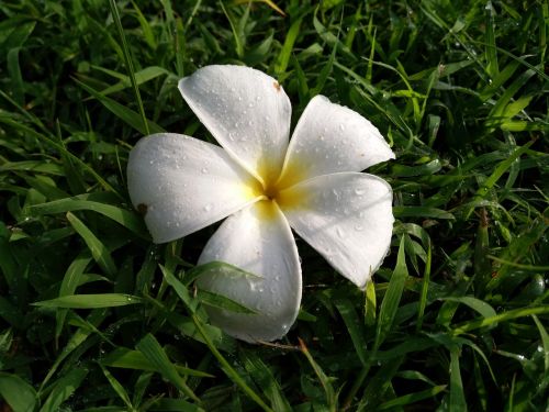 flower after rain rain