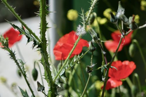 flower poppy red