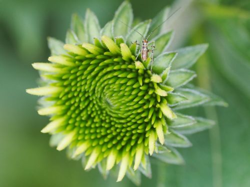 flower garden green