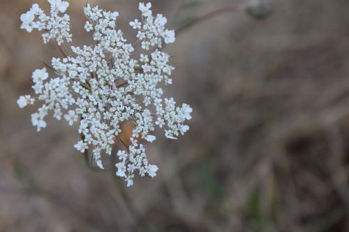 flower close up nature