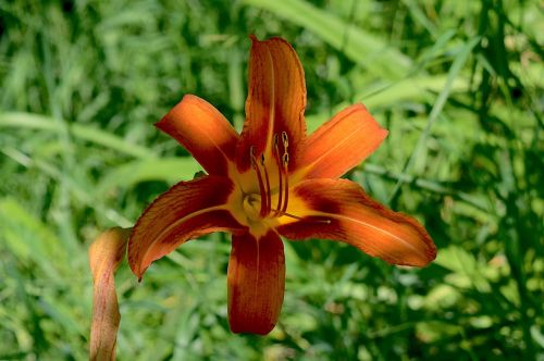 flower tiger lily day lily