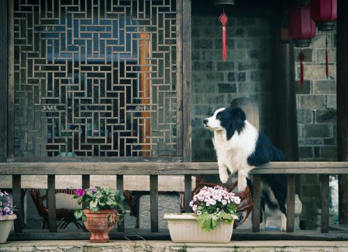 flower pavilion dog