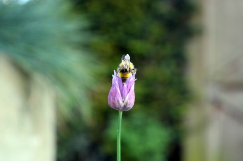 flower bee forage