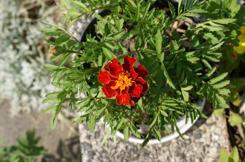 flower marigold skunk