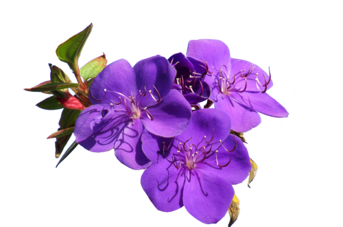 flower purple cut