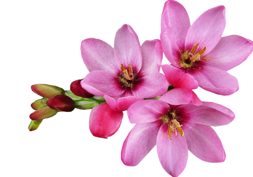 flower pink cut