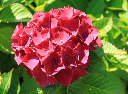 flower red macro