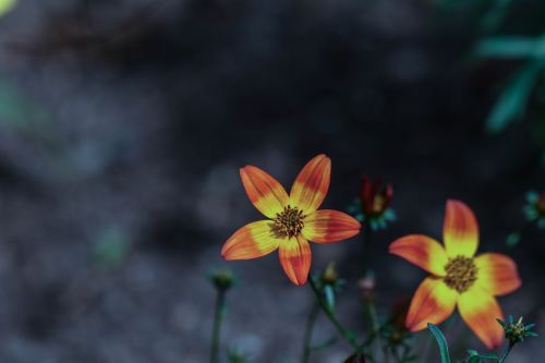 flower summer flower garden flower