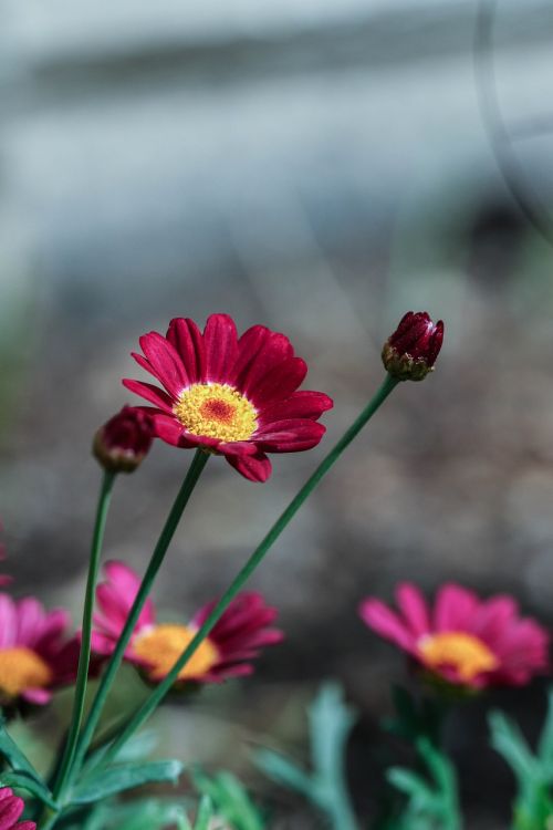 flower pink color