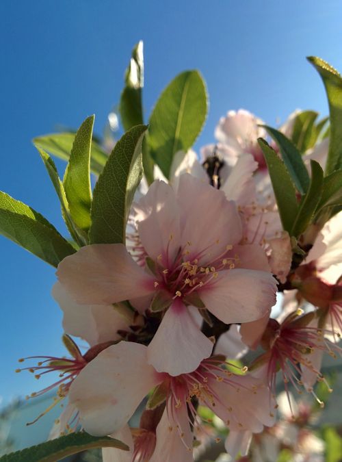 flower almond tree spring