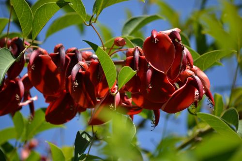 flower nature plants