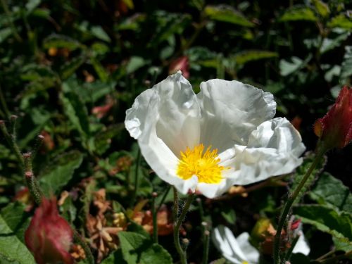 flower white delicate