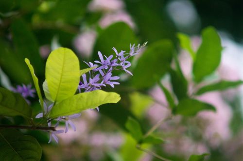 flower nature leaf