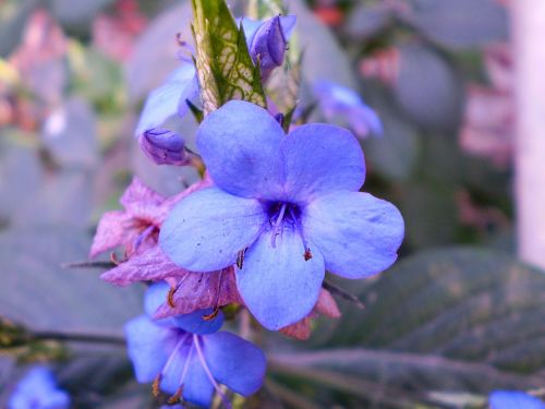 flower blue violet