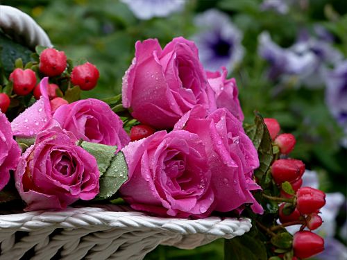 flower rose pink