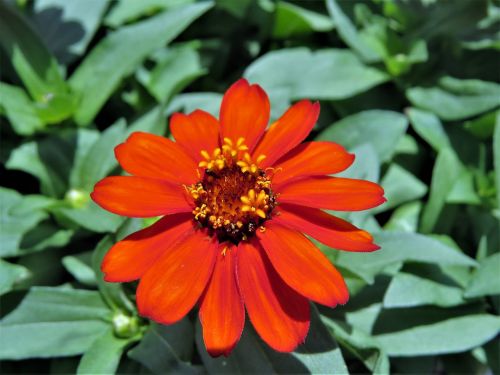 flower orange rust