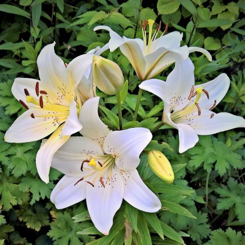 flower lily white lily