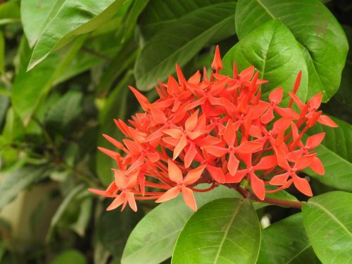 flower orange nature