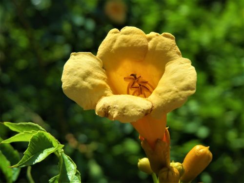 flower trumpet vine yellow