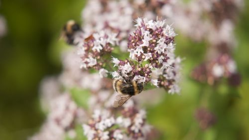 flower bee close up