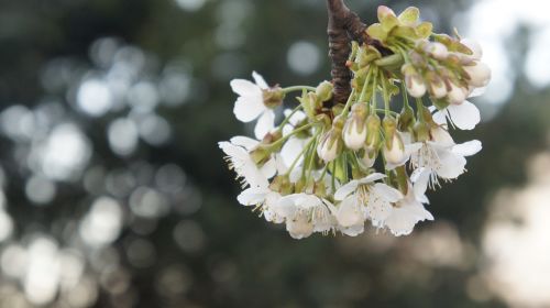 flower cherry tree