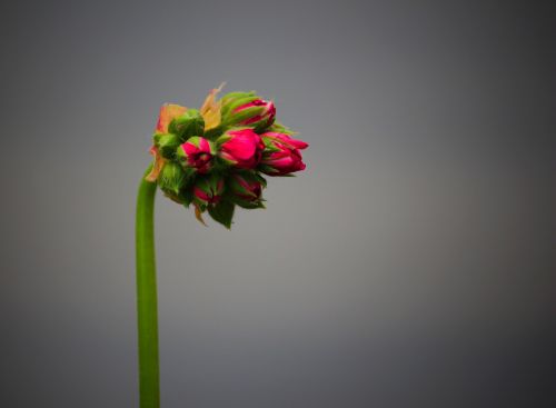 flower bud macro