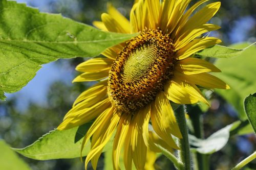 flower sunflower yellow