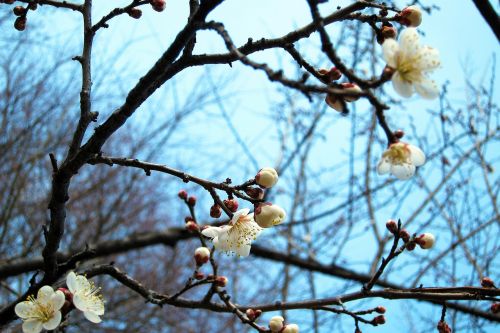 flower sakura cherry blossoms