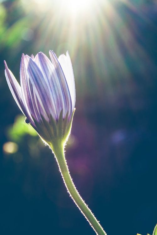 flower light sunrays on flower